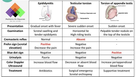 appendix testes torsion|Torsion of the Appendix Testis > Clinica.